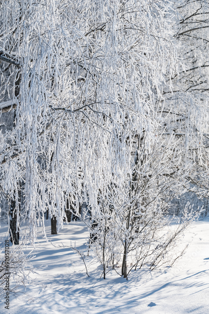 Canvas Prints trees after freezing rain