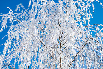 landscape forest frosty in winter