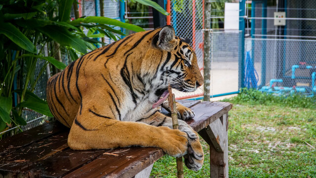 Tiger Kingdom Phuket Island, Thailand