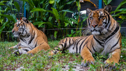 Tiger Kingdom Phuket Island, Thailand