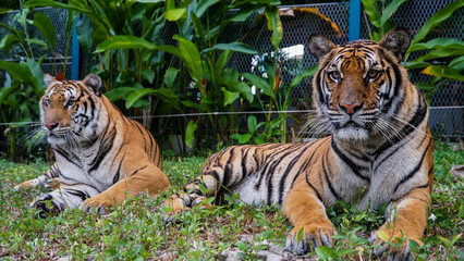 Tiger Kingdom Phuket Island, Thailand