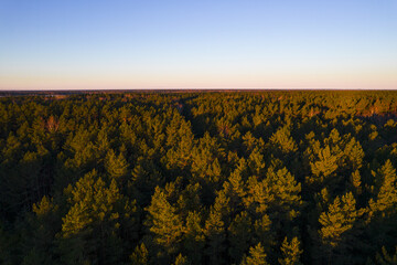 Drone photo of forests and groves in golden time