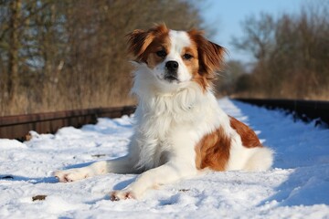 small white brown mixed breed dog lies on snowy railway tracks