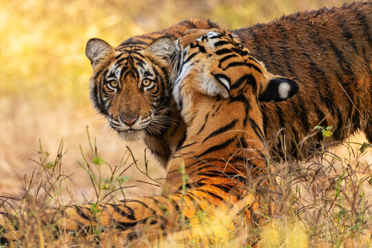 Beautiful tiger in the nature habitat. Tiger pose in amazing light. Wildlife scene with wild animal. Indian wildlife. Indian tiger. Panthera tigris tigris.