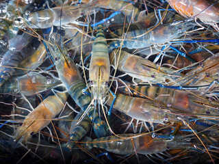 fresh alive river prawn under clear water, raw food ingredient