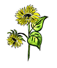 Fototapeta premium Sunflower flowers on a white background