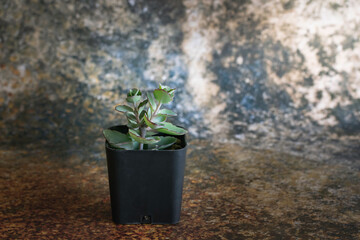 Small cactus in a black pot, brown scene