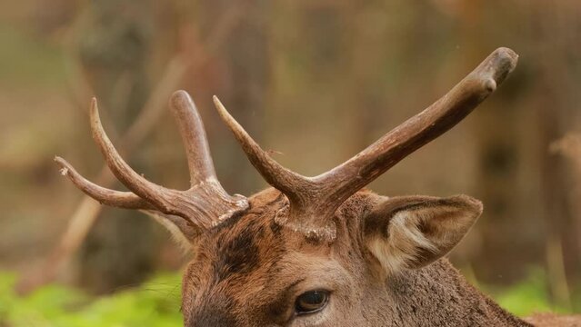 Fallow Deer Or Dama Dama Grazes In Autumn Forest. Close Up Deer.