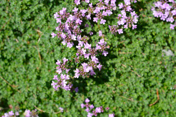 Wild thyme