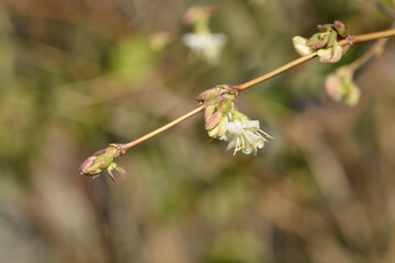 Winter flowering honeysuckle