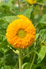 Sunflower Teddy Bear