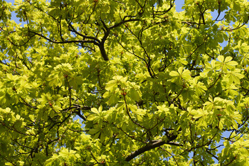 Common horse chestnut