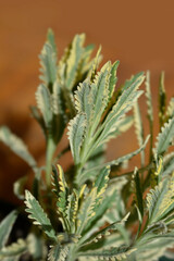 Variegated Fringed Lavander