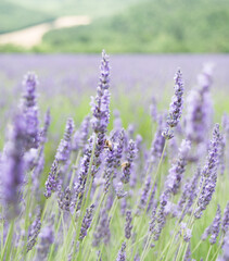 Obraz premium Champs de lavande - Provence - France