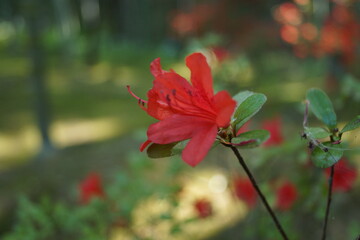 Fototapeta premium 赤い花 