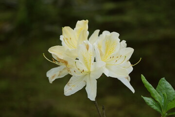 Fototapeta premium 黄色い花