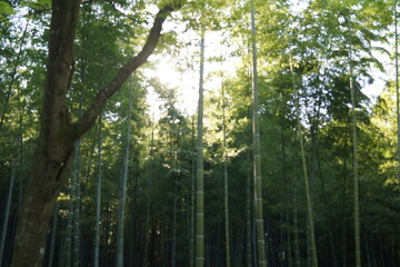 Fototapeta premium 竹林から除く日光