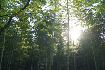 Naklejka premium 竹林から除く日光