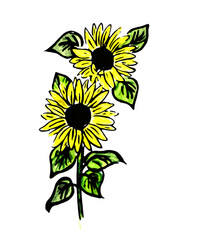  Sunflower flowers on a white background - graphic image