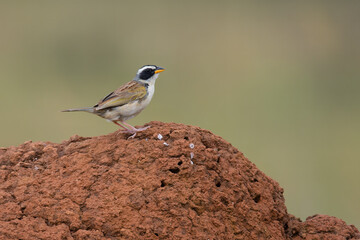 Tico-tico-de-máscara-negra (Coryphaspiza melanotis)