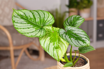 Leaves of tropical 'Philodendron Mamei' houseplant with silver pattern