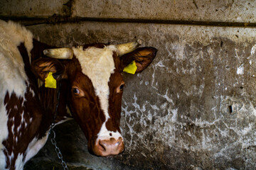krowa, mleczna - obrazy, fototapety, plakaty