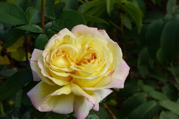 beautiful yellow rose on a green background