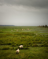 Prés salés - moutons - Baie de Somme - France