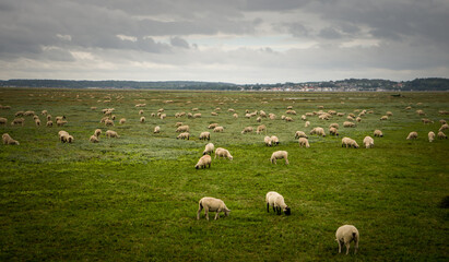 Fototapeta na wymiar Prés salés - moutons - Baie de Somme - France