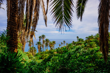 Fototapeta na wymiar View of the tropical Atlantic coast through the leaves of palm trees.