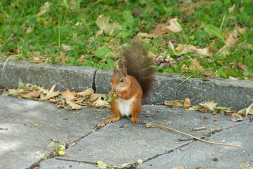 Red Squirrel sitting on stone path in Zurich, Switzerland