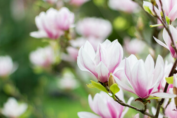 Pink blooming magnolia flowers on a bright sunny day. Close-up.