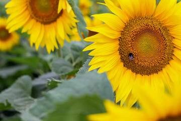 A bumblebee covered in pollen and collecting nectar from a yellow sunflower.