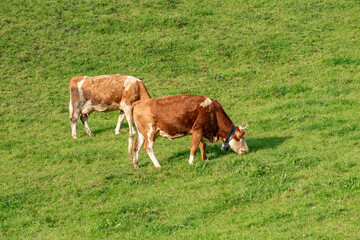 Fototapeta na wymiar Beautiful swiss cows. Alpine meadows. farm