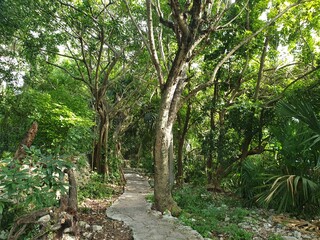 Jungle Yucatán Mexico Playa del carmen