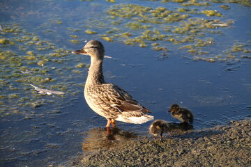 duck and ducklings