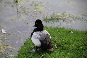 duck on the edge, William Hawrelak Park, Edmonton, Alberta