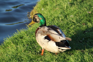Mallard On The Grass, William Hawrelak Park, Edmonton, Alberta