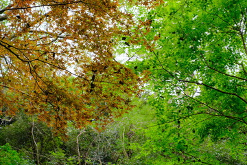 Fototapeta premium The leaves starting to turn red at the beginning of fall