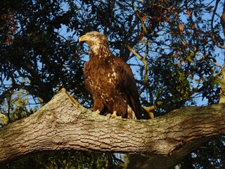 Immature bald eagle (Haliaeetus leucocephalus) full view in oak tree, Florida