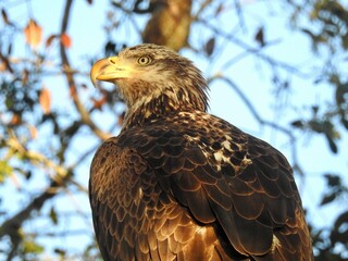 Immature bald eagle (Haliaeetus leucocephalus) facing to the side in oak tree