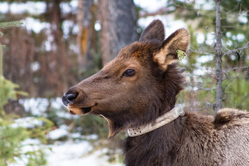 tagged elk with neck collar tracker device around neck in Jasper national park
