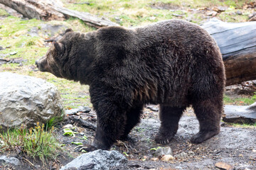 grizzly bear in the forest