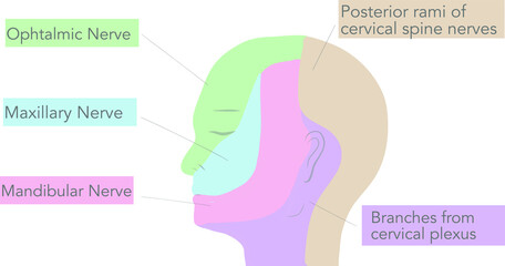 body anatomy innervation neurological trigeminal 
