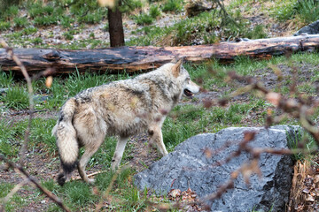 wet gray wolf in the woods