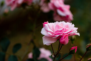 Beautiful close view of the petals of a pink rose flower. Selective focus
