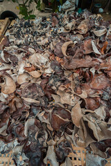 Home business in Magelang, Central Java, Indonesia that produces mushrooms for consumption, various kinds of mushrooms are here