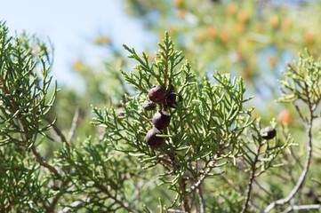 Mediterranean shrub Juniperus phoenicea known as Phoenicean juniper or Arar with needle-like leaves and small brown cones or berries, in Dalmatia, Croatia
