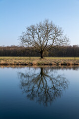 Fototapeta na wymiar Baum Fluss Rein