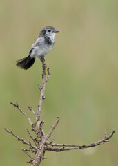 galito (Alectrurus tricolor)